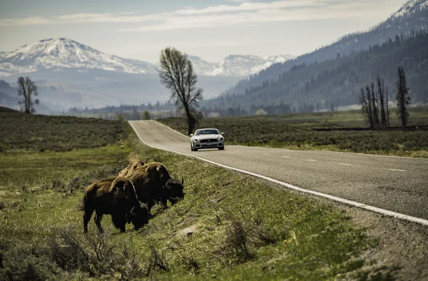 Bisonte comiendo a lo largo del camino en Yellowstone —  Fotos de Stock