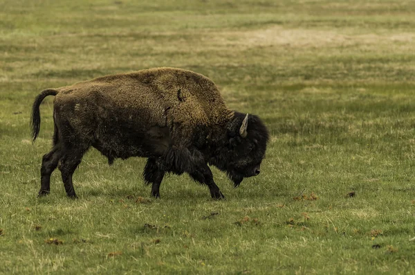 Bisonte caminando en el campo de hierba verde en Yellowstone —  Fotos de Stock
