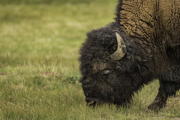 Primer plano de Bison durante comer hierba en Yellowstone —  Fotos de Stock