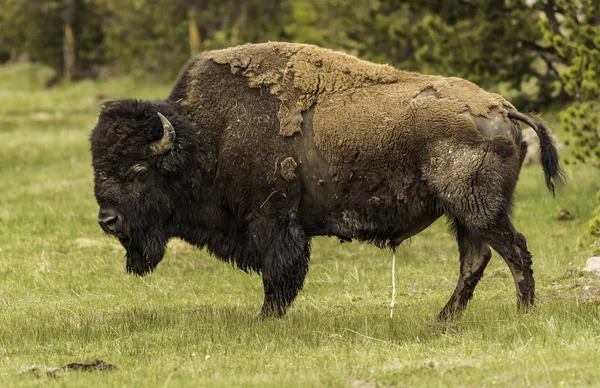 Pis de bisonte en el campo de hierba verde en Yellowstone —  Fotos de Stock