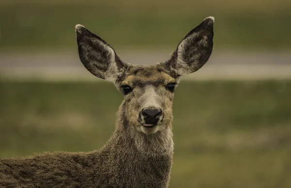 Gros plan du cerf dans le parc national Yellowstone — Photo