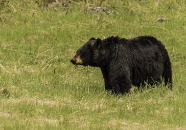  Siyah ayı yeşil çimenlerin üzerinde durmak 