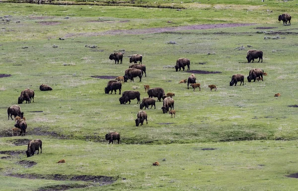 Bison herd in green field at Yellowstone National park — Stock Photo, Image