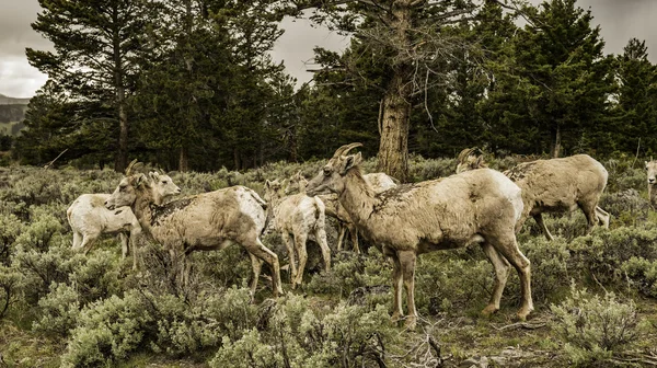 Grupo de ovejas de cuerno grande en el bosque en el Parque Nacional Yellowstone —  Fotos de Stock