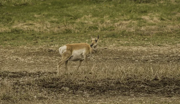 Pronghorn solitario nella foresta nel parco nazionale di Yellowstone — Foto Stock