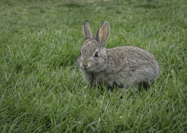 Kleines Kaninchen auf grünem Gras — Stockfoto
