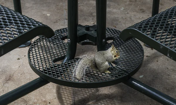 Σκίουρος τρώγοντας κάτω από το τραπέζι — Φωτογραφία Αρχείου