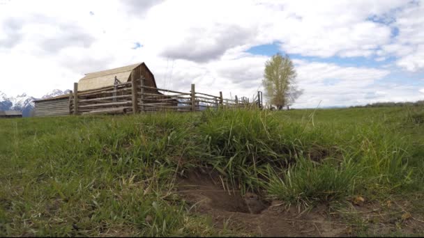 Chipmunk komen uit het gat en kijk rond — Stockvideo