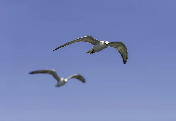 Un pájaro en técnica de enfoque volando en el cielo — Foto de Stock