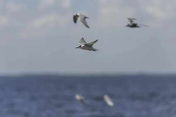 Group of seagull fly over the sea — Stock Photo, Image