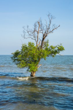 Yalnız ağaç Denizi
