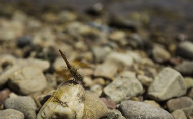 Kayanın üzerinde turuncu yusufçuk