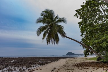 Rock beach yakınındaki bir palmiye ağacı
