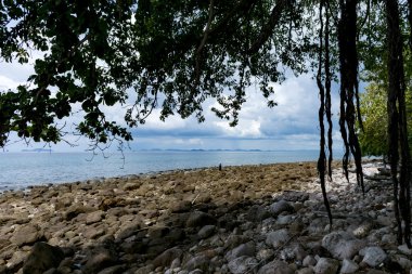 Ada beach civarındaki büyük ağaç