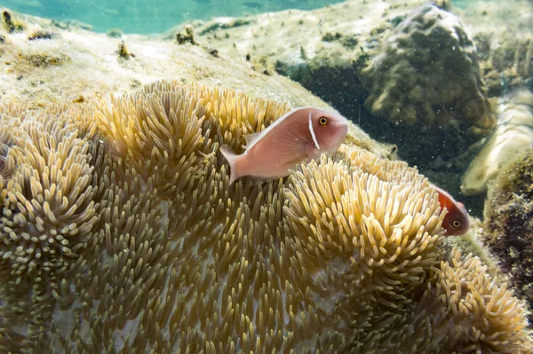 Kronenfisch mit Seeanemone — Stockfoto