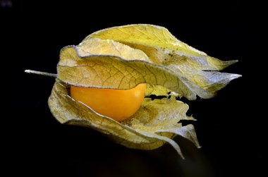 Physalis