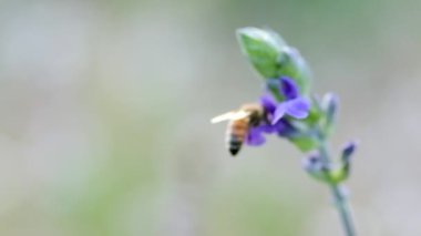 Bir arı Violet Flower 'dan Nektar topluyor, yavaş çekimde.