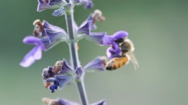 Bir arı Violet Flower 'dan Nektar topluyor, yavaş çekimde.