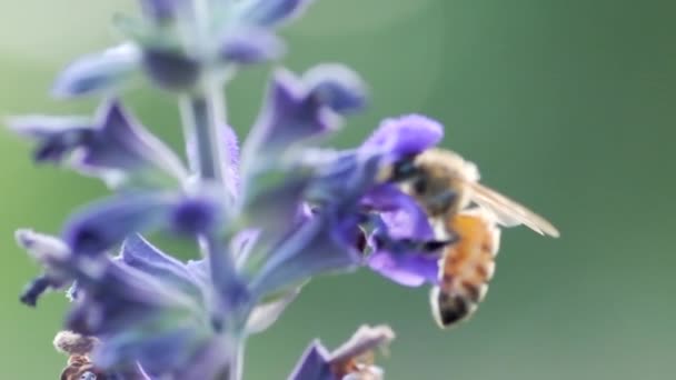 Uma Abelha recolhe Néctar de Violet Flower, imagens em câmara lenta — Vídeo de Stock