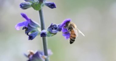 Bir arı Violet Flower 'dan Nektar topluyor, yavaş çekimde.