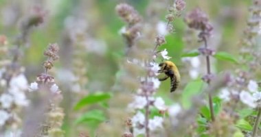 Bir Uçan Böcek beyaz tarla çiçeğinden nektar toplar, 4k 'lık görüntü.