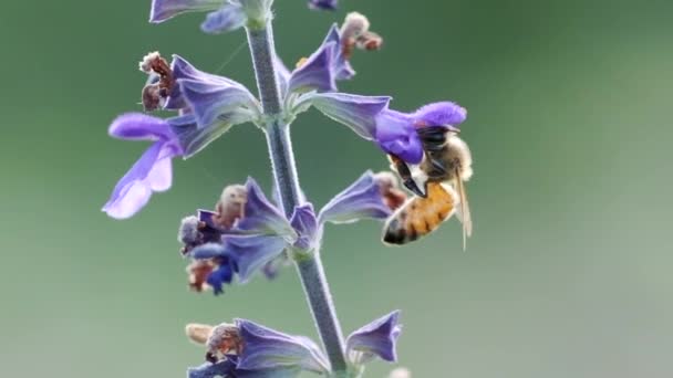 Pszczoła zbiera Nektar z Violet Flower, film w zwolnionym tempie — Wideo stockowe