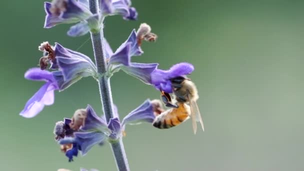 Bir arı Violet Flower 'dan Nektar topluyor, yavaş çekimde. — Stok video