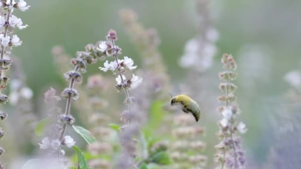 Latający Bug zbiera nektar z Białego Kwiatu Pola, Powolny Film — Wideo stockowe