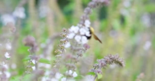 Um inseto voador coleta néctar de flor de campo branca, imagens 4k — Vídeo de Stock