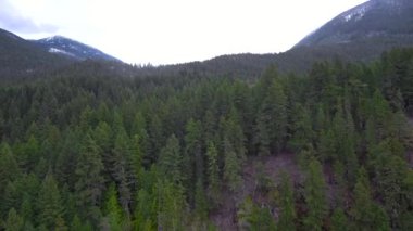 Orman ağaçlarının üzerinde uçuyor