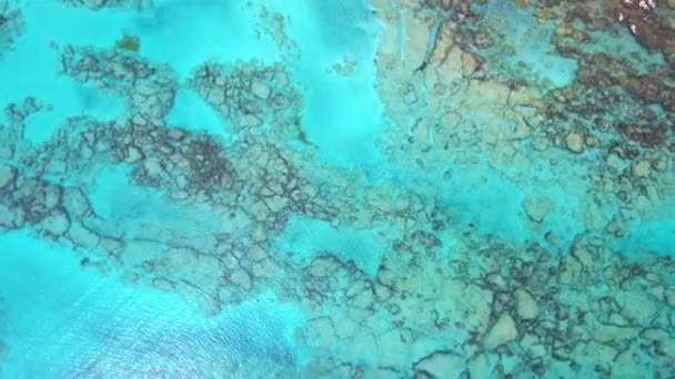 바다 산호 — 비디오
