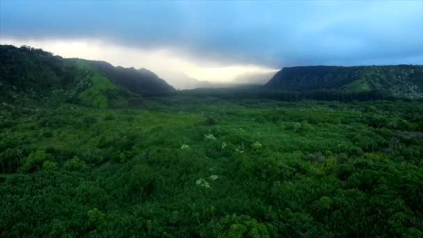Hawajska dżungla krajobraz przenosi się do lasu — Wideo stockowe