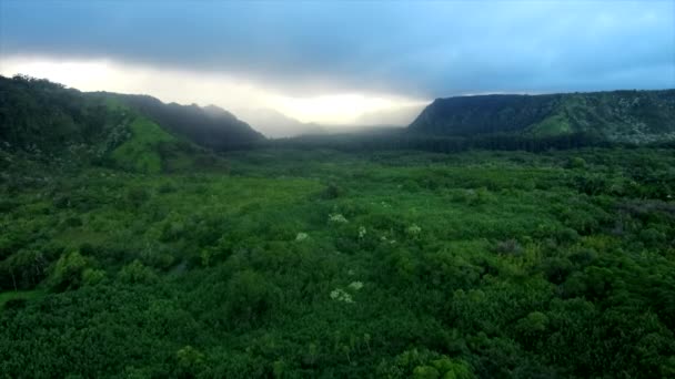 Hawaiiaans jungle landschap dat zich verplaatst in het bos — Stockvideo