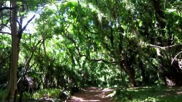 Hawaiianische Dschungelstraße zieht in den Wald — Stockvideo