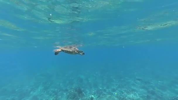 Гавайская черепаха под водой — стоковое видео