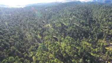 Orman yukarıda uçan