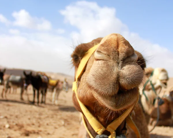 Camels head in the desert with funny expression — Stock Photo, Image