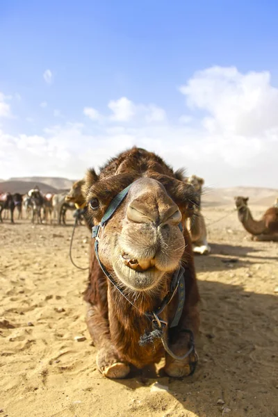 Camels head in the desert with funny expression — Stock Photo, Image