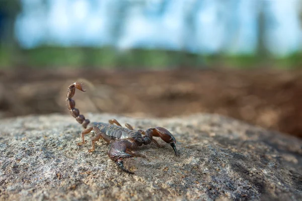 Scorpion — Stock fotografie