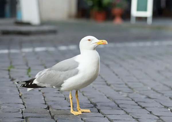 Seagull — Stock Photo, Image