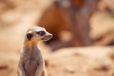 Uyarı meerkat ayakta tetikte