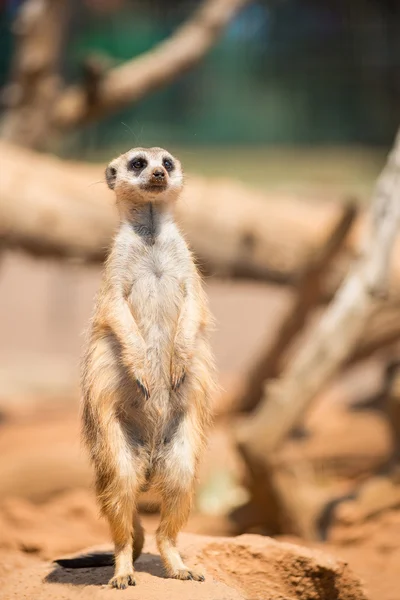 Alert meerkat standing on guard — Stock Photo, Image