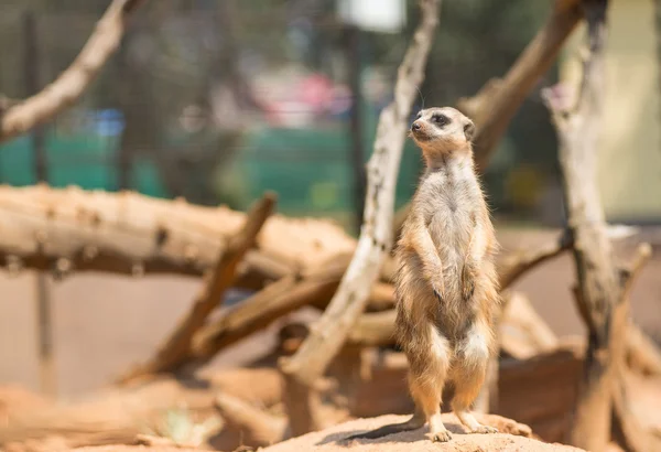 Alert meerkat standing on guard — Stock Photo, Image