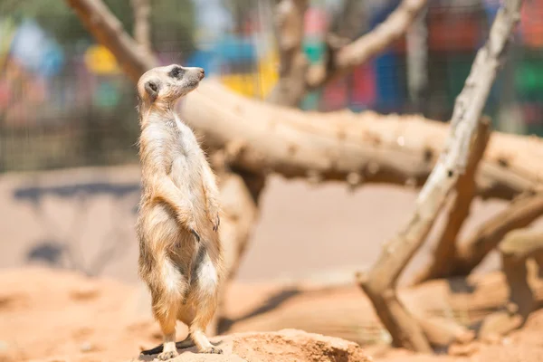 Alert meerkat standing on guard — Stock Photo, Image