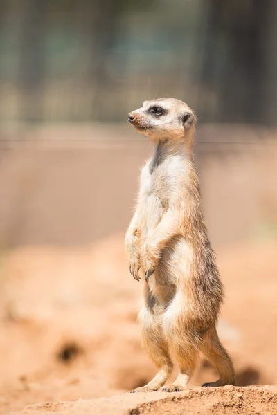 Alert meerkat standing on guard — Stock Photo, Image