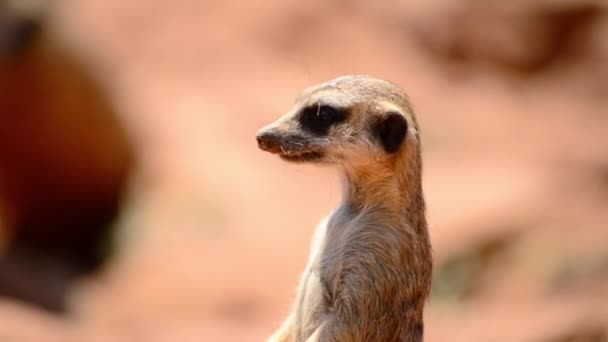 Alerta suricata de pie en guardia — Vídeo de stock