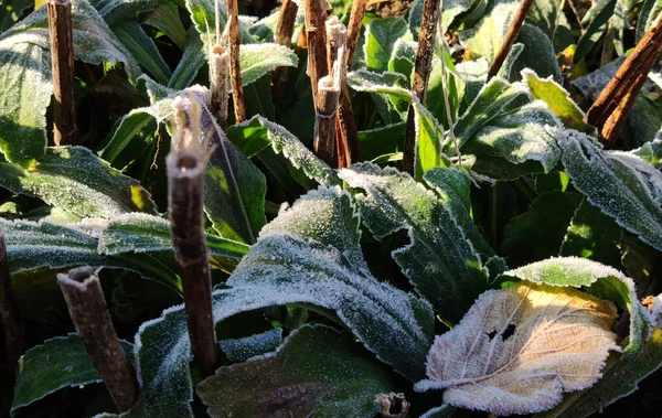 Frost on leaves after the first frost in an autumn garden