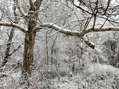 Kırım Yarımadası, Kırım Dağı. İlk karla kaplı ceviz ağacı..