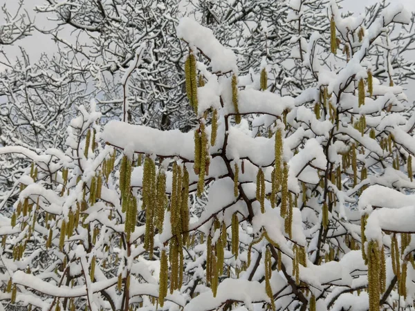 Die Halbinsel Krim Das Gebirge Krim Blühende Haselnüsse Mit Dem — Stockfoto