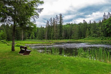 Doğa Parkı 'ndaki Orman Gölü su bitkileriyle kaplı, kıyıda dinlenmek için bank, yeşil orman ve ufukta bulutlu gökyüzü 